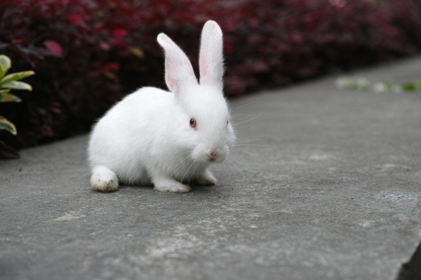 小白犬图片 可爱的小白兔图片