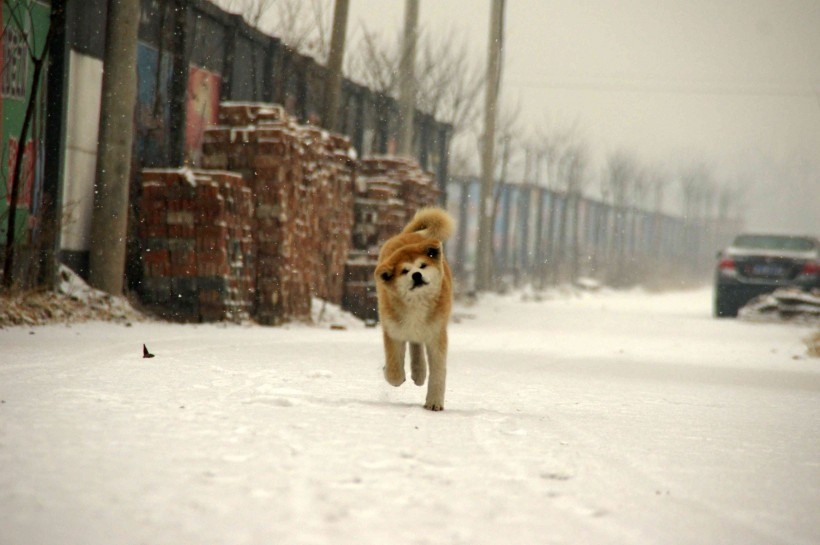 小秋田犬图片 暖萌的秋田犬图片