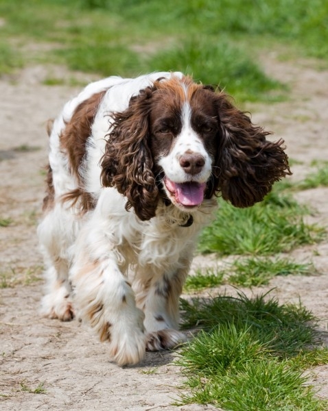 英国跳猎犬图片 英国跳猎犬图片