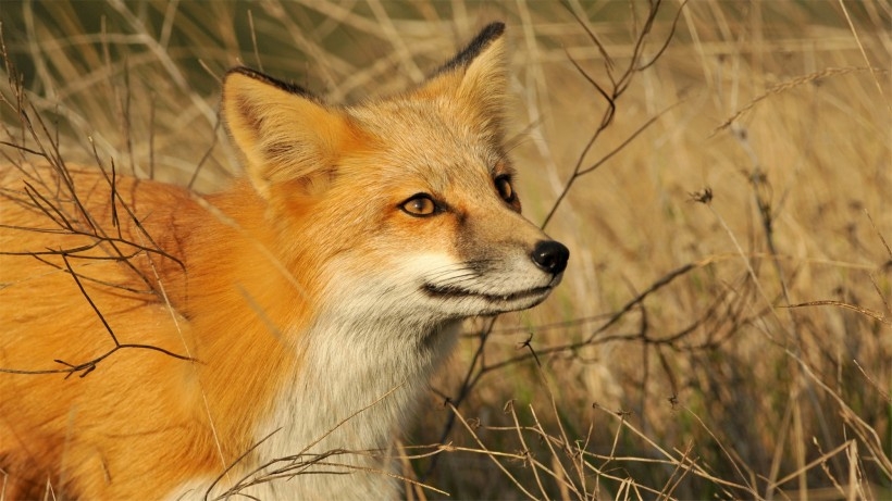 真狐狸图片 妩媚狐狸图片