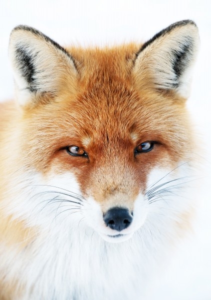 蓝狐狸图片 妩媚狐狸图片