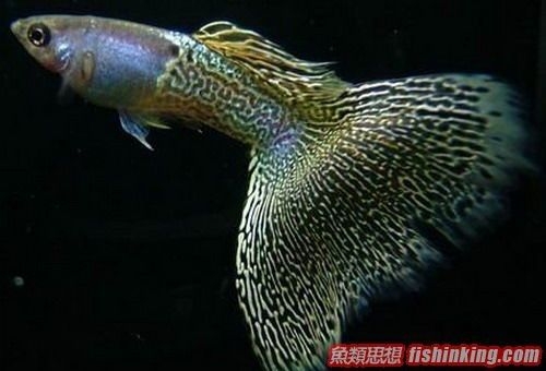 雌孔雀图片 美丽的孔雀开屏图片