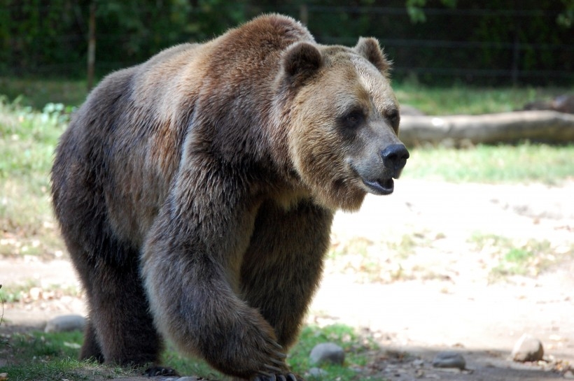 棕熊犬图片 森林中的棕熊图片