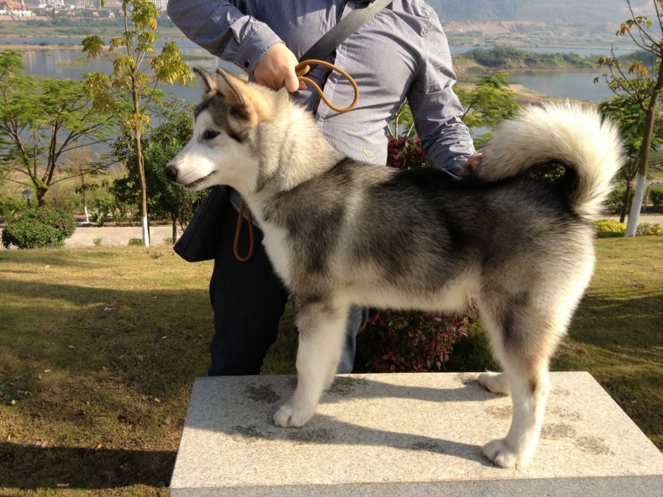 雪橇犬图片 雪橇狗图片