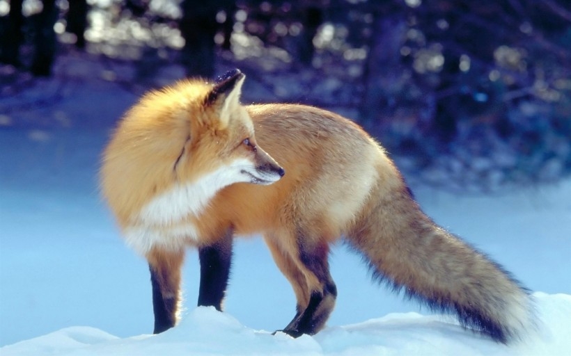 草狐狸图片 高清赤狐狸摄影图片