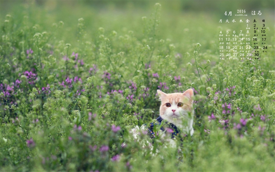 2016年4月日历花丛中的猫咪桌面壁纸