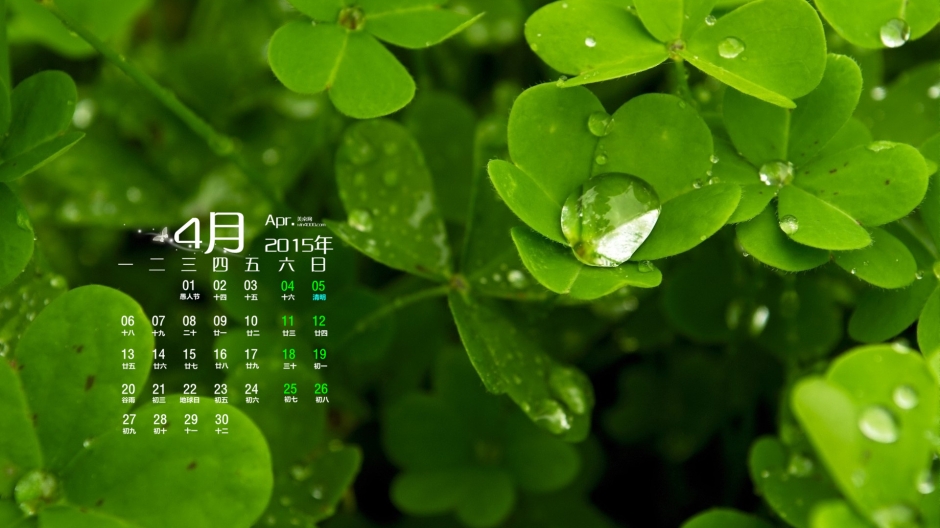 2015年4月日历壁纸精选绿色护眼高清幸运草植物素材图片下载1