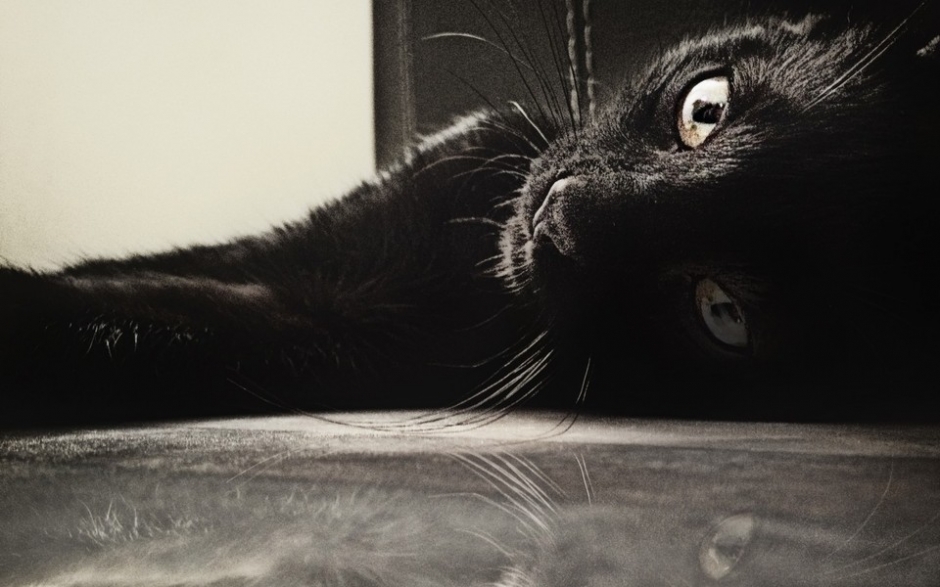 萌猫大图桌面壁纸