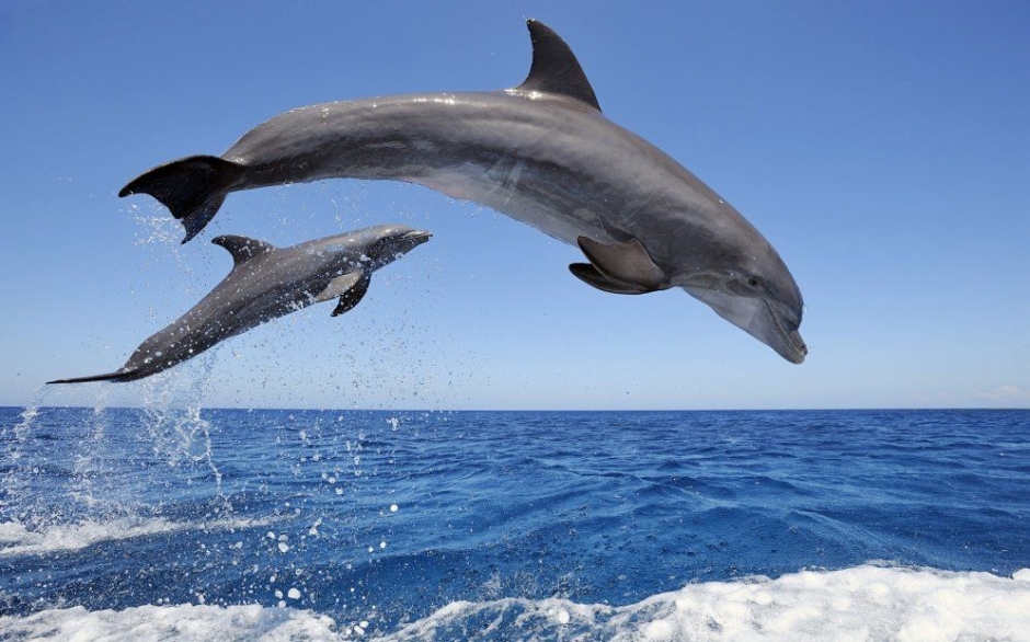 海面上跳跃的可爱海豚精美摄影图片