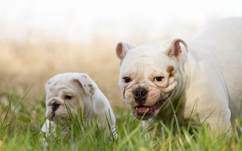 英国母斗牛犬图片 可爱的英国斗牛犬图片大全