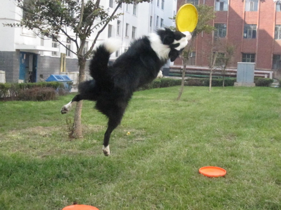 陨石色边境牧羊犬图片 边境牧羊犬的图片