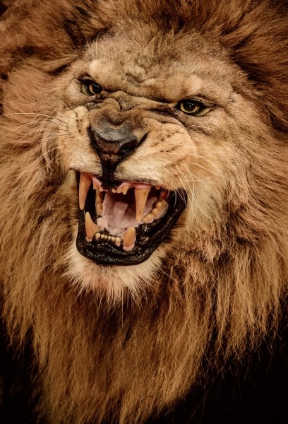 最凶猛的狮子图片 凶猛野生狮子图片精选