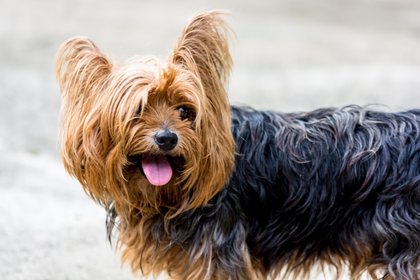 约克犬图片 拥有华丽长毛的约克夏梗犬图片