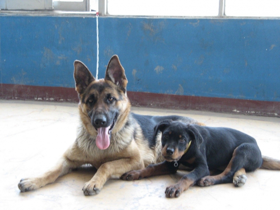 正宗的德国牧羊犬图片 高颜值德国牧羊犬高清图片大全