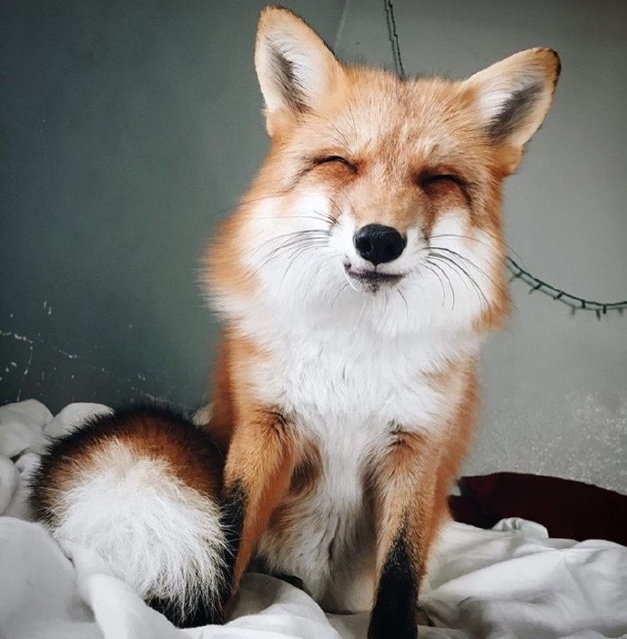 老狐狸图片 爱笑的小狐狸Juniper图片