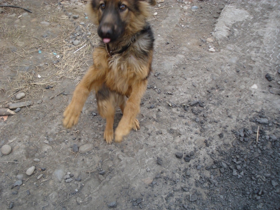 正宗的德国牧羊犬图片 高颜值德国牧羊犬高清图片大全