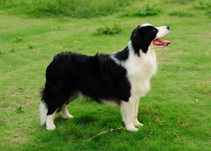 陨石色边境牧羊犬图片 边境牧羊犬的图片