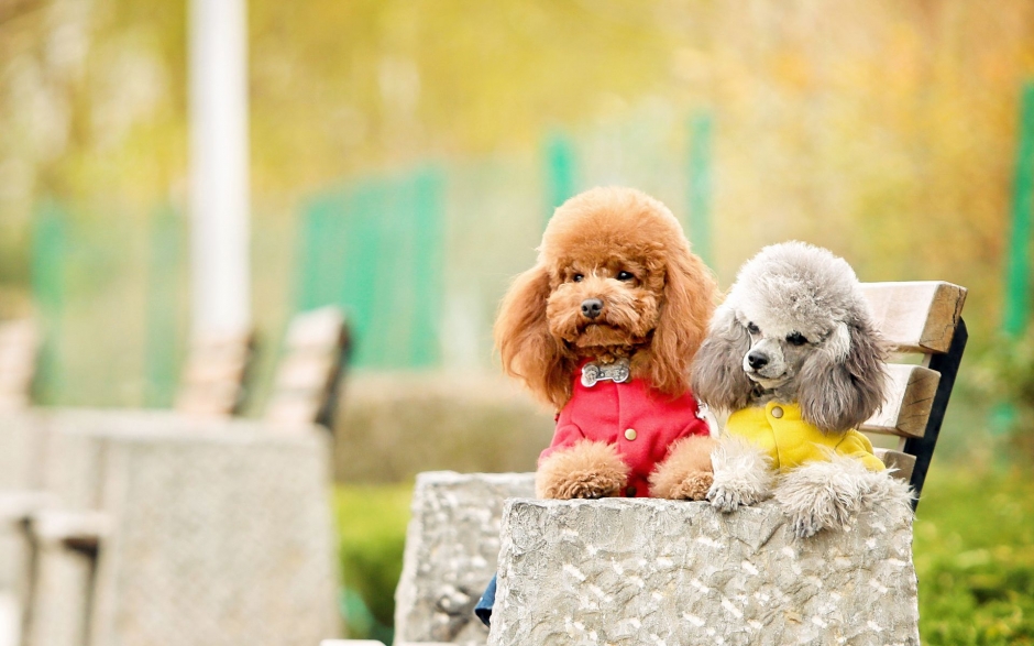 幼贵宾犬图片 贵宾狗高清图片精选合辑