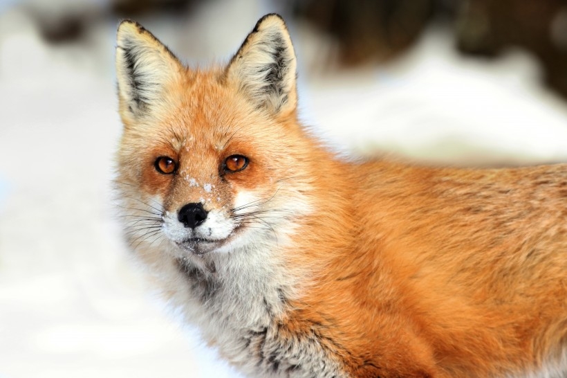 老狐狸和小狐狸图片 高清赤狐狸摄影图片欣赏