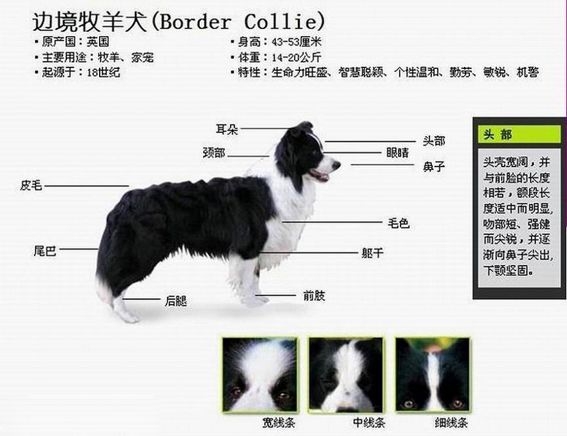 陨石色边境牧羊犬图片 边境牧羊犬的图片