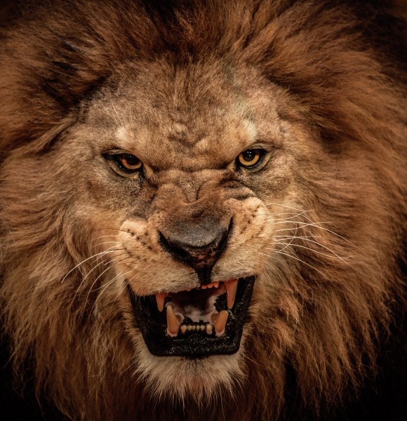 最凶猛的狮子图片 凶猛野生狮子图片精选