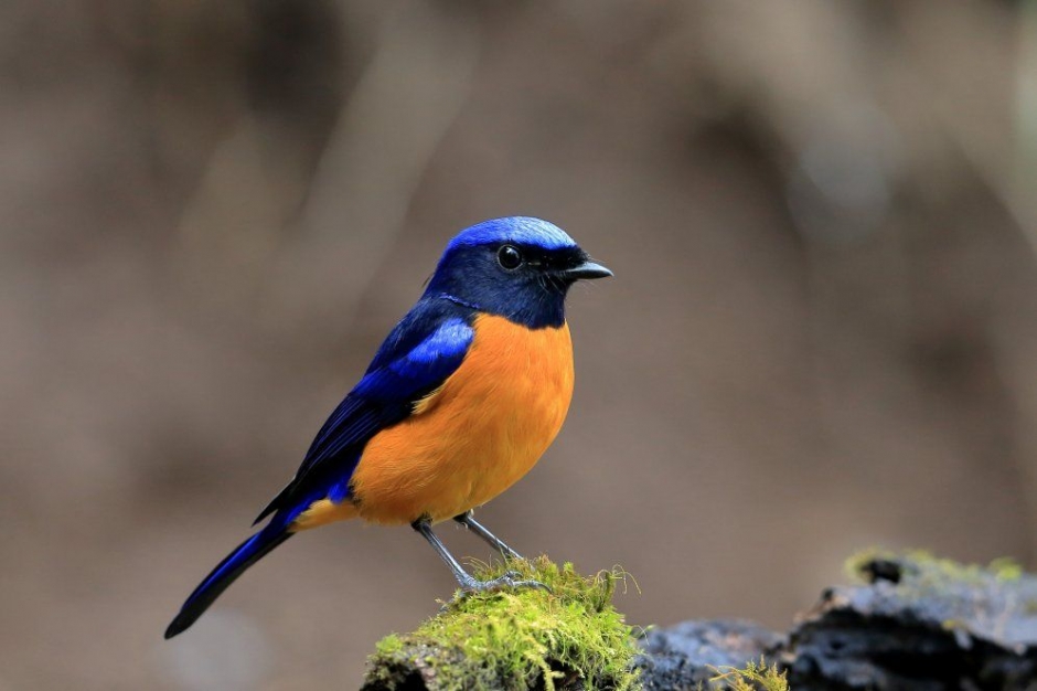 最美丽的孔雀图片大全 美丽蝴蝶图片高清大全