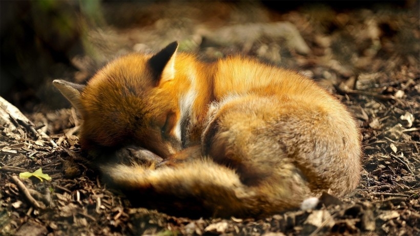 黑狐狸图片 狡猾的狐狸高清动物图片