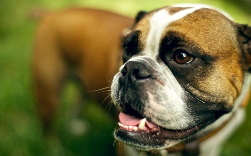 英国母斗牛犬图片 可爱的英国斗牛犬图片大全