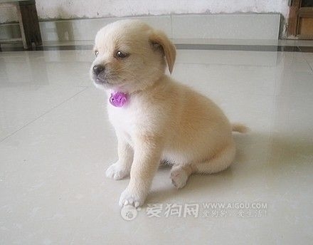 宠物豹猫图片大全 超级可爱的宠物狗图片大全