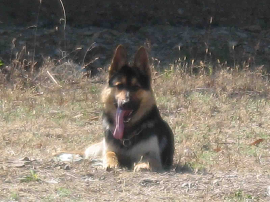 正宗的德国牧羊犬图片 高颜值德国牧羊犬高清图片大全