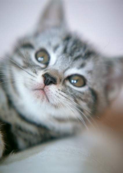 超可爱小猫图片大全 呆萌可爱的小猫图片超清