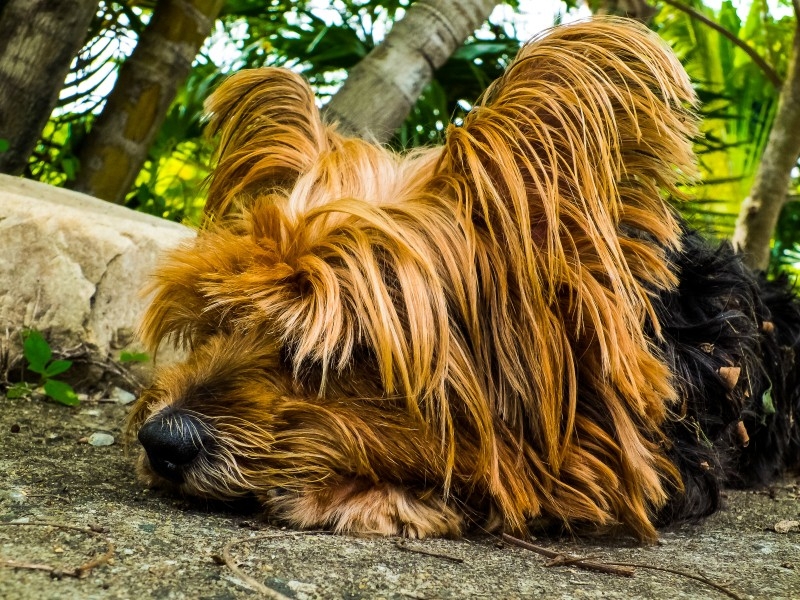 约克犬图片 拥有华丽长毛的约克夏梗犬图片