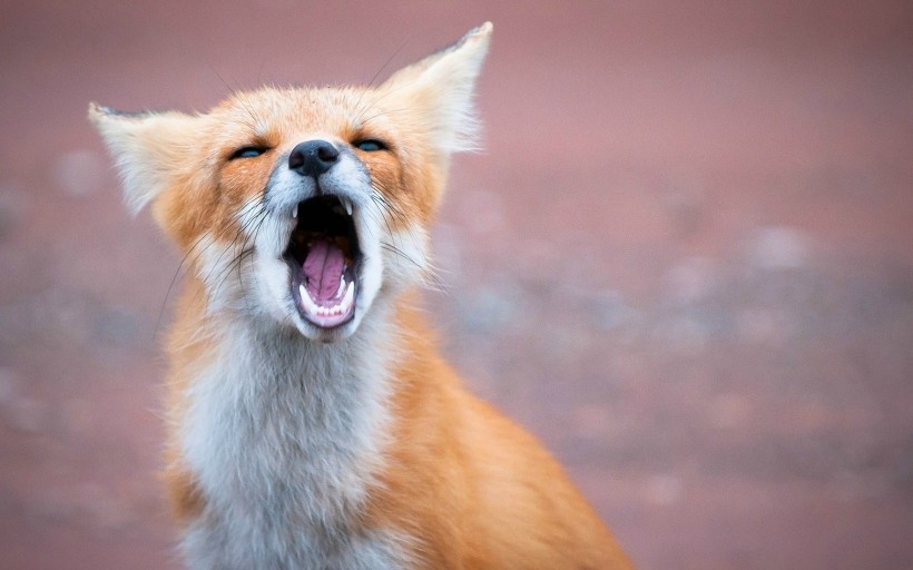 老狐狸和小狐狸图片 高清赤狐狸摄影图片欣赏
