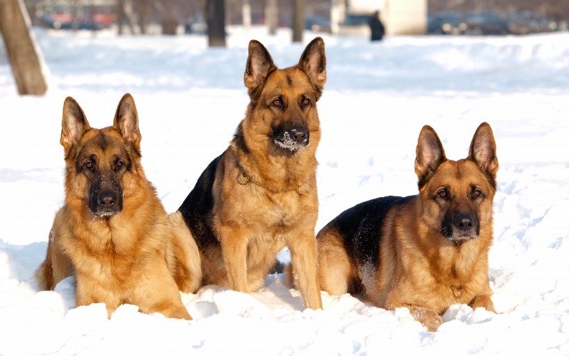 正宗的德国牧羊犬图片 高颜值德国牧羊犬高清图片大全