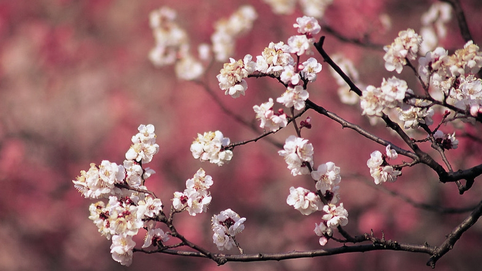 二月花神杏花桌面壁纸