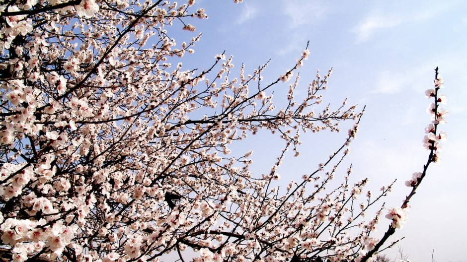 二月花神杏花桌面壁纸