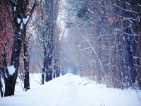 雪景意境图片 唯美雪景意境精选图片