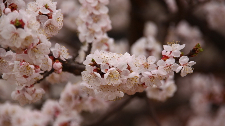 二月花神杏花桌面壁纸