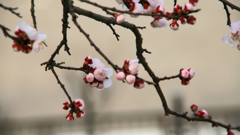 二月花神杏花桌面壁纸