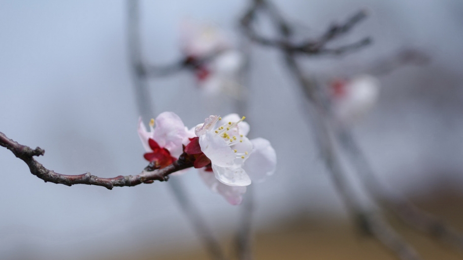 二月花神杏花桌面壁纸