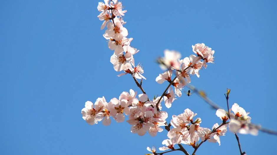 二月花神杏花桌面壁纸