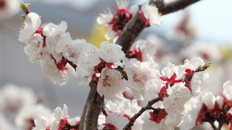 二月花神杏花桌面壁纸