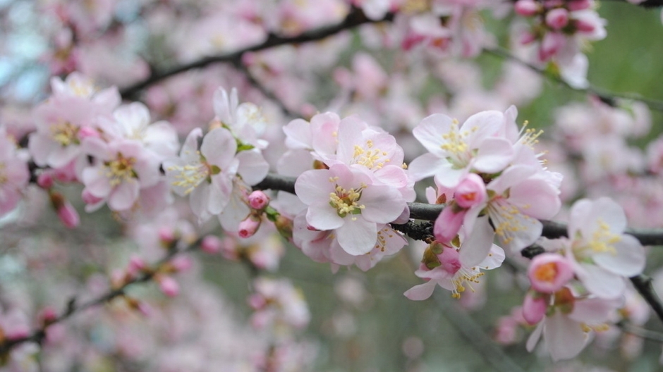 二月花神杏花桌面壁纸