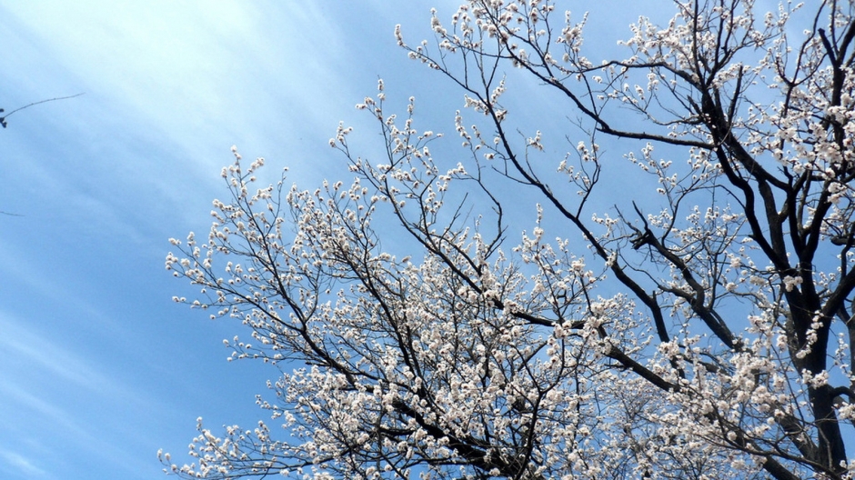 二月花神杏花桌面壁纸