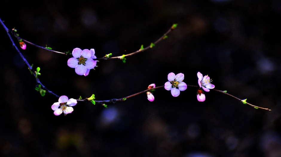 二月花神杏花桌面壁纸