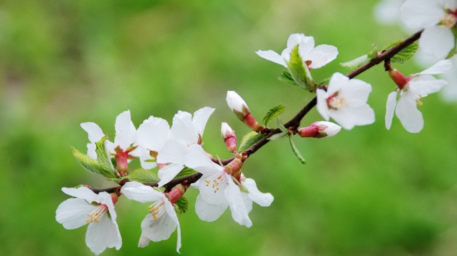 二月花神杏花桌面壁纸