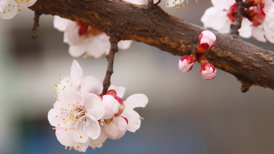 二月花神杏花桌面壁纸