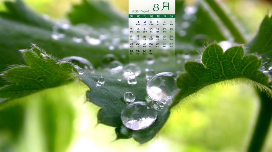 2016年8月日历保护眼睛的绿色护眼壁纸