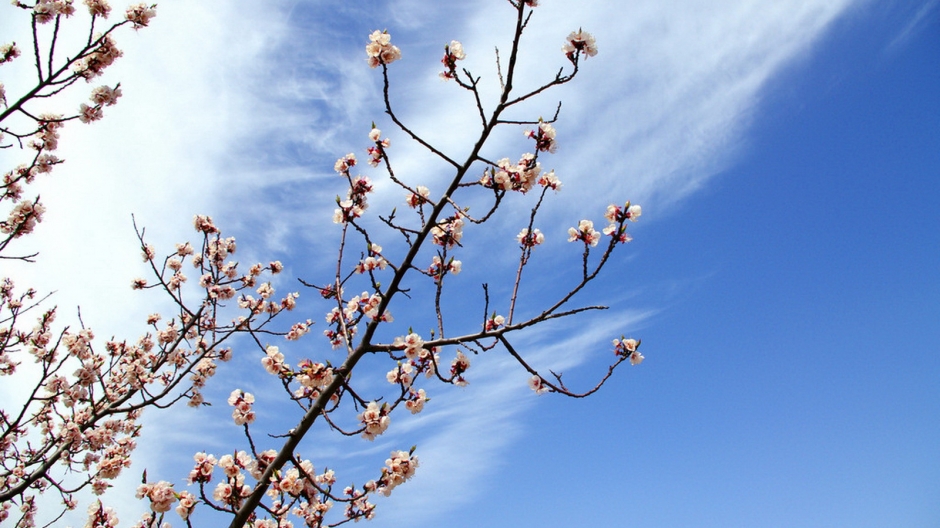 二月花神杏花桌面壁纸