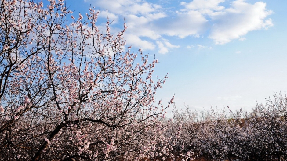 二月花神杏花桌面壁纸